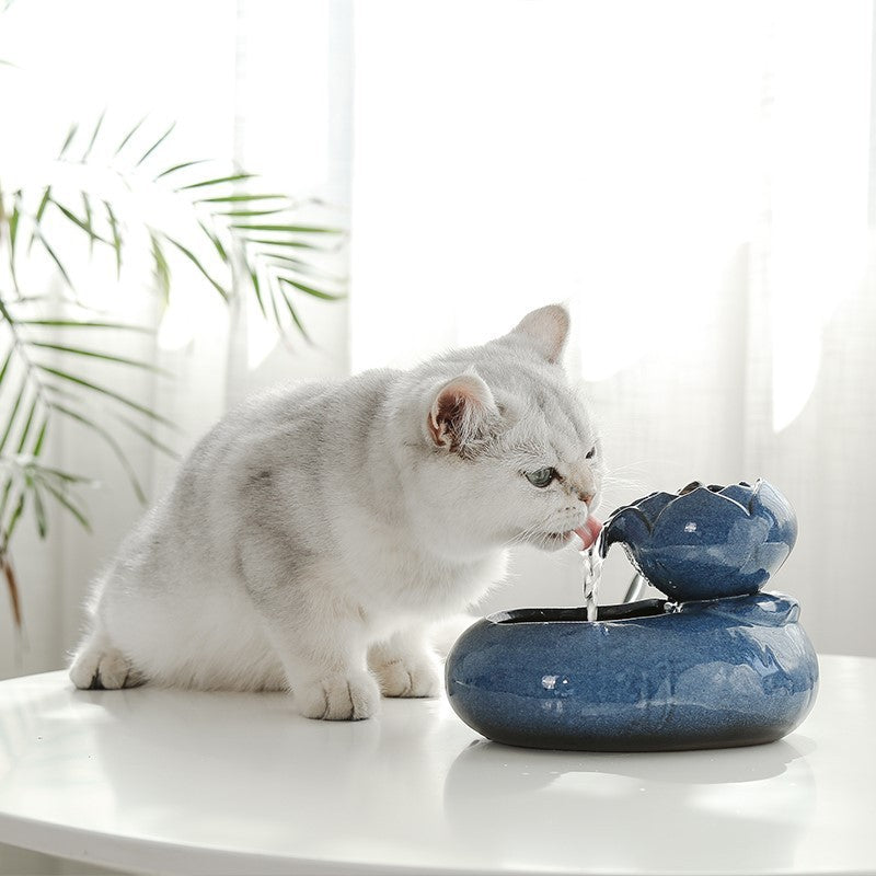 Cat Feeder & Water Dispenser