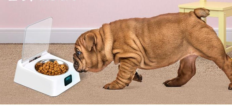 Automatic Pet Feeder Bowl