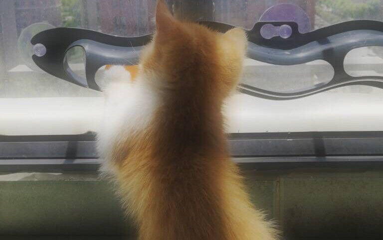 Windowsill Cat Toy