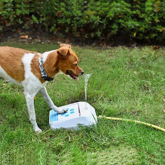 Outdoor Dog Water Feeder & Interactive Toy